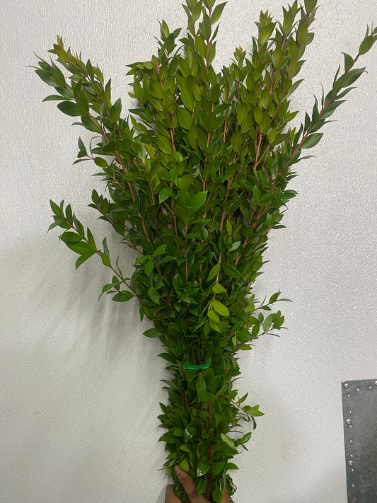 Myrtle