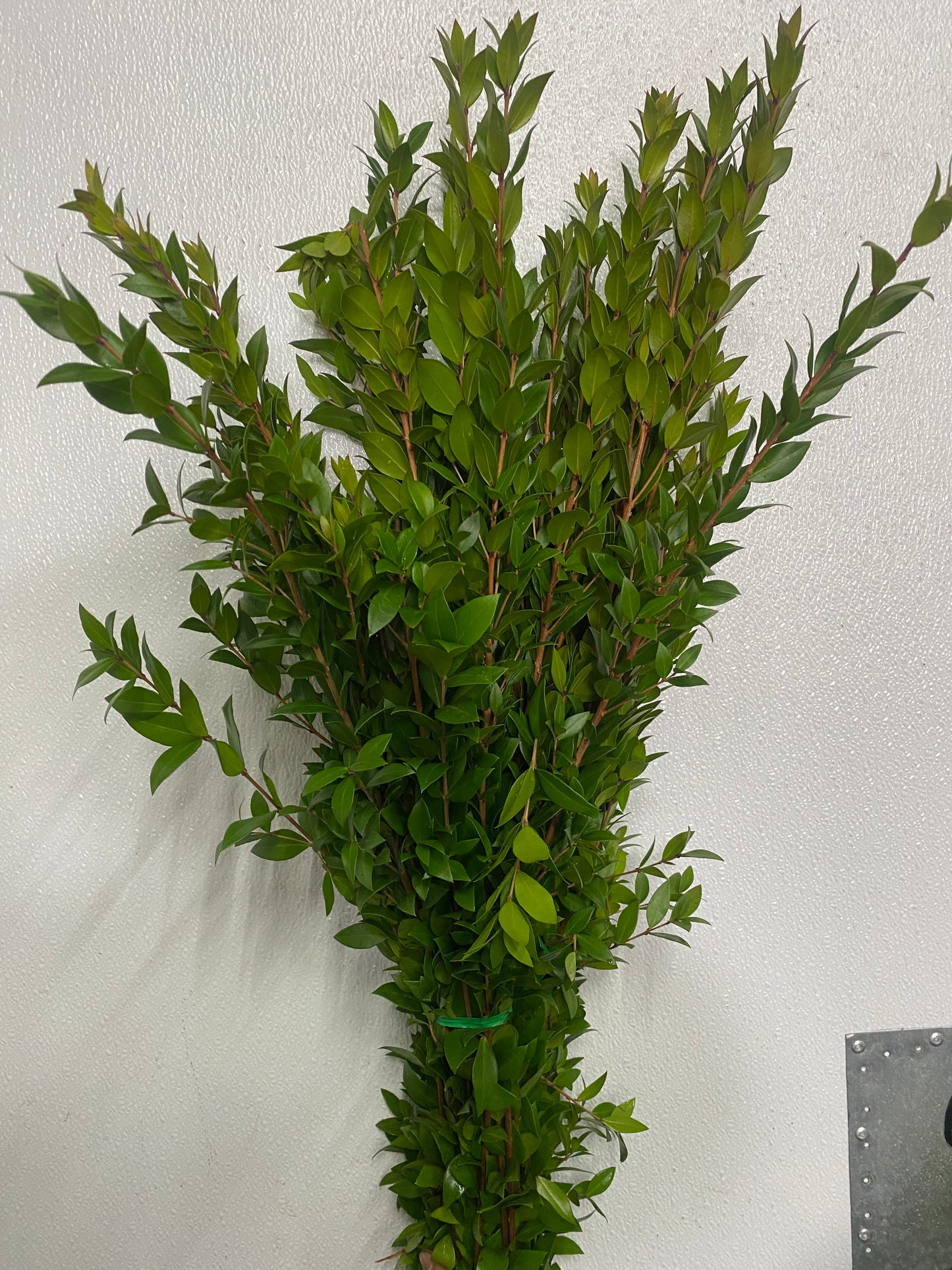 Myrtle