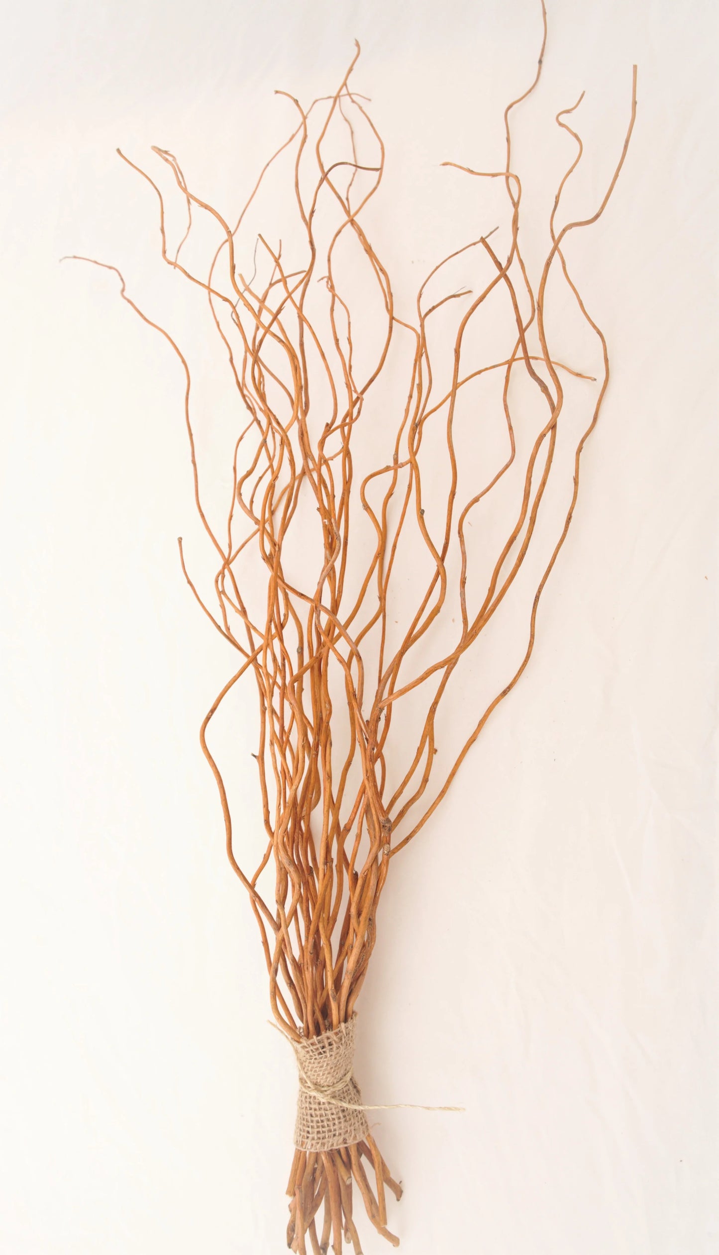 Curly Willow