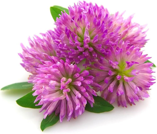 Clover