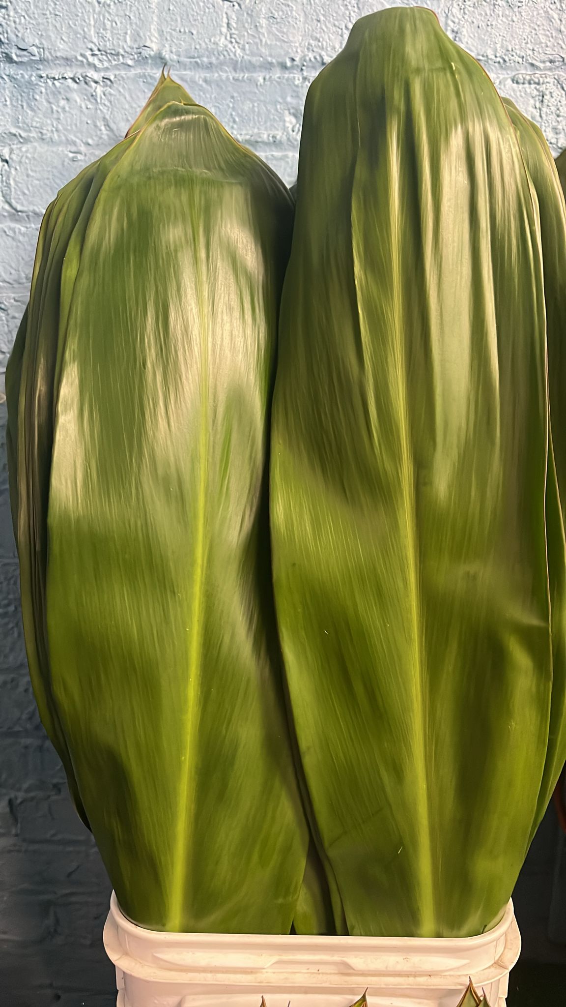 Green Tea Leaf