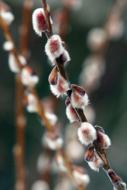 Pussy Willow