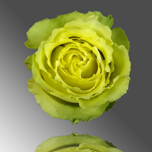 PREMIUM ROSES 90