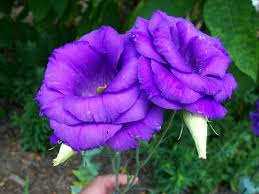 Lisianthus