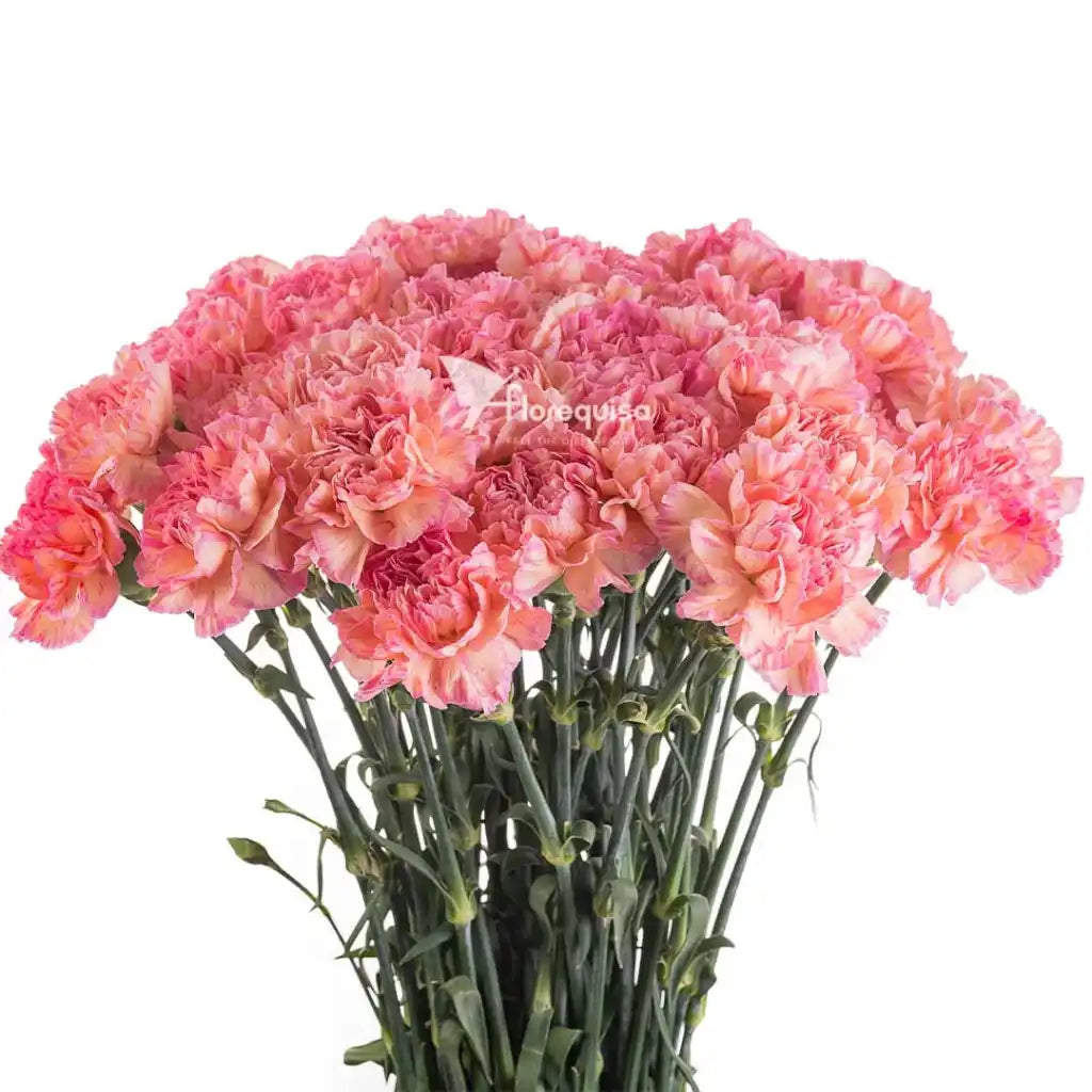 Fancy Carnation