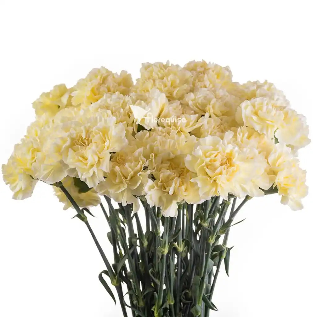 Fancy Carnation