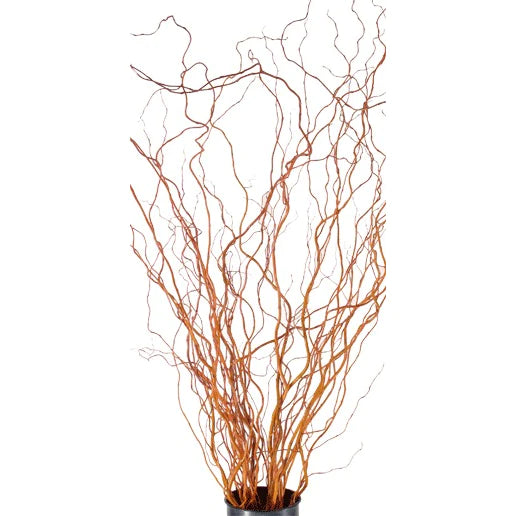 Curly Willow