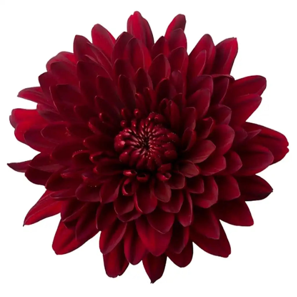 China Mums