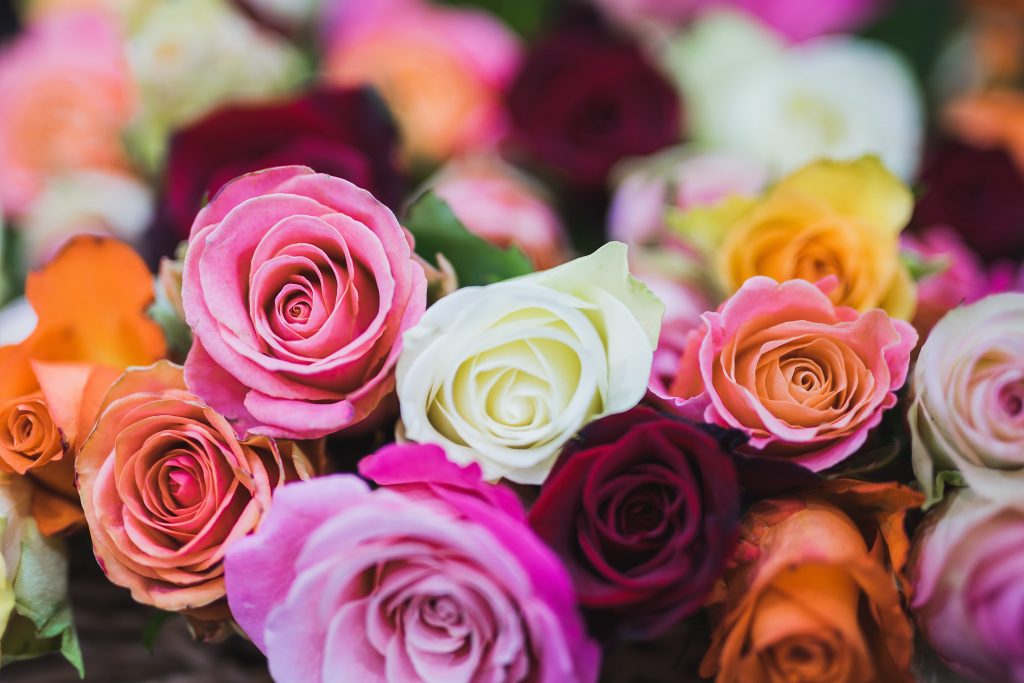 Preserved Roses