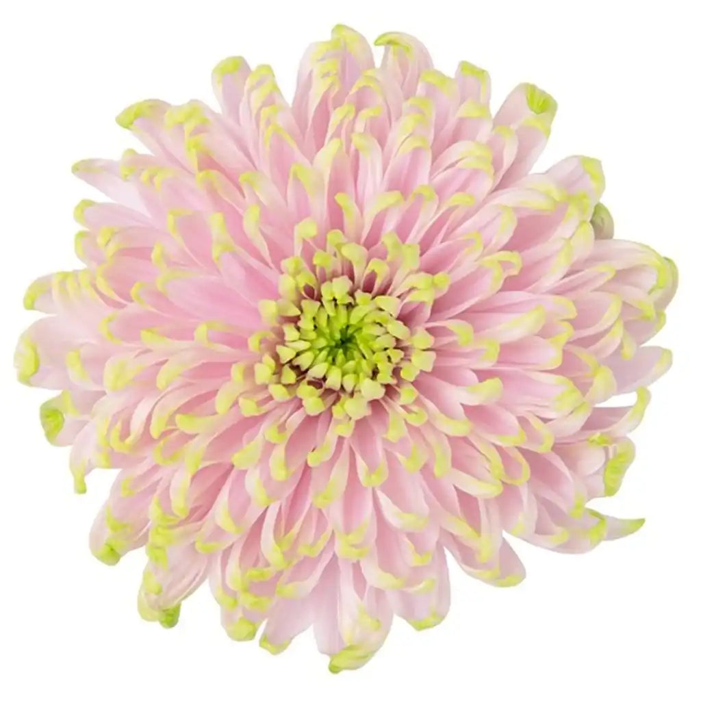 China Mums