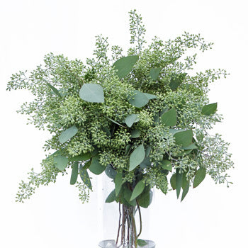 Seed Eucalypthus