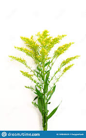 Solidago