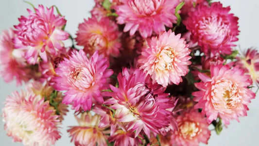 Straw Flower