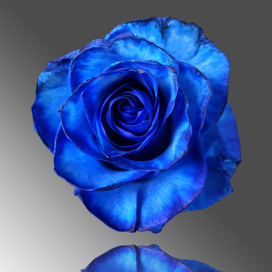 Tinted roses 70