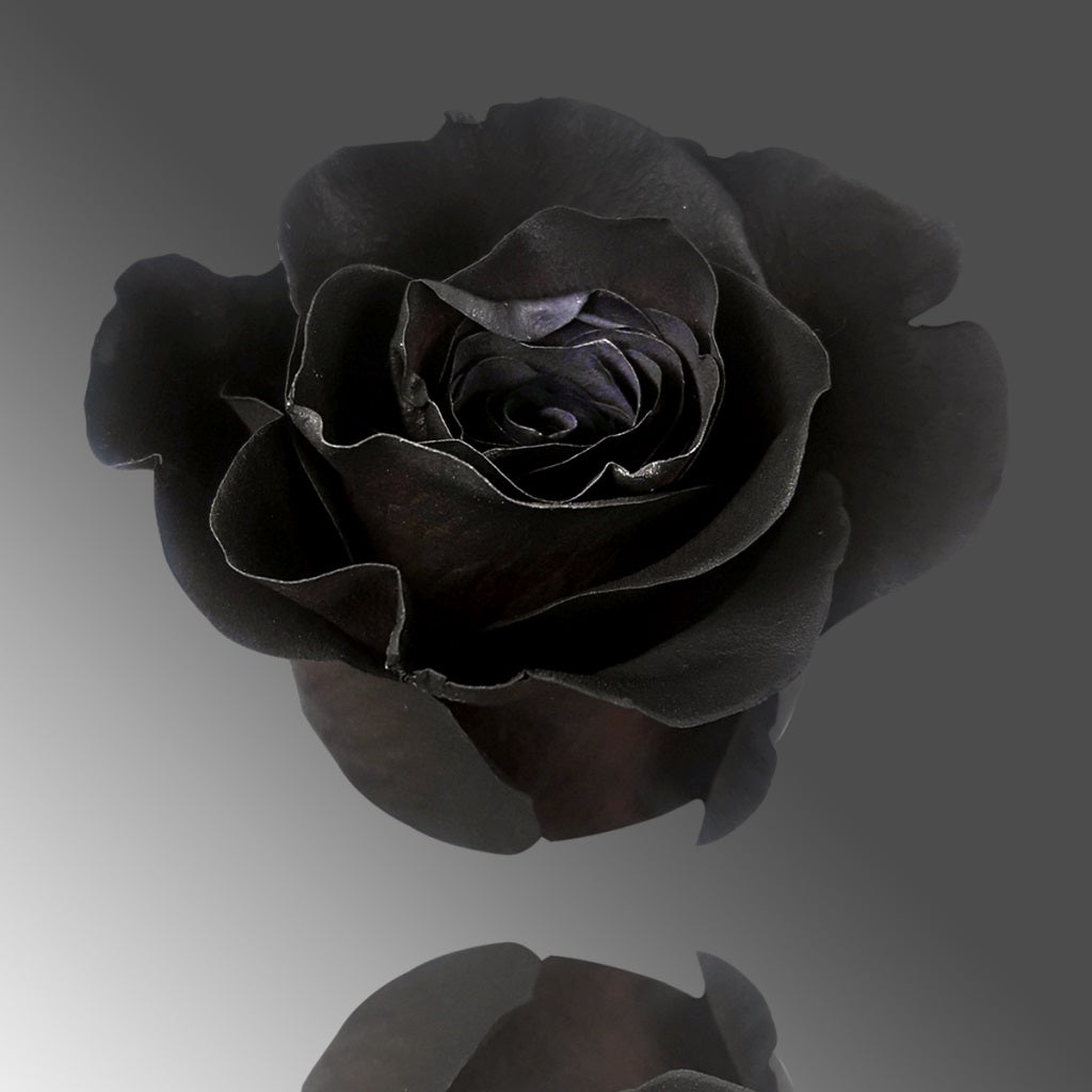 Tinted roses 60