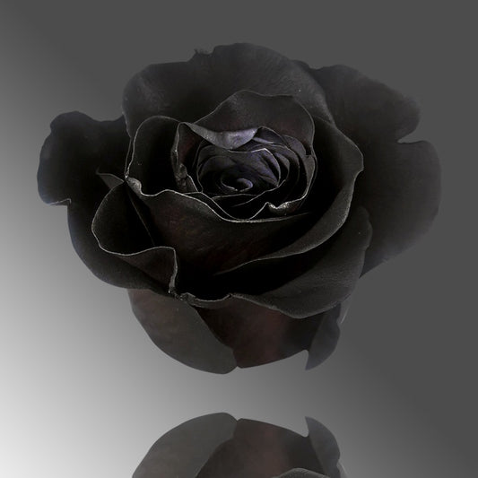 Tinted roses 80