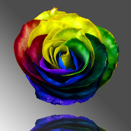 Rainbow roses 60