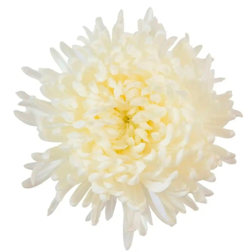 China Mums