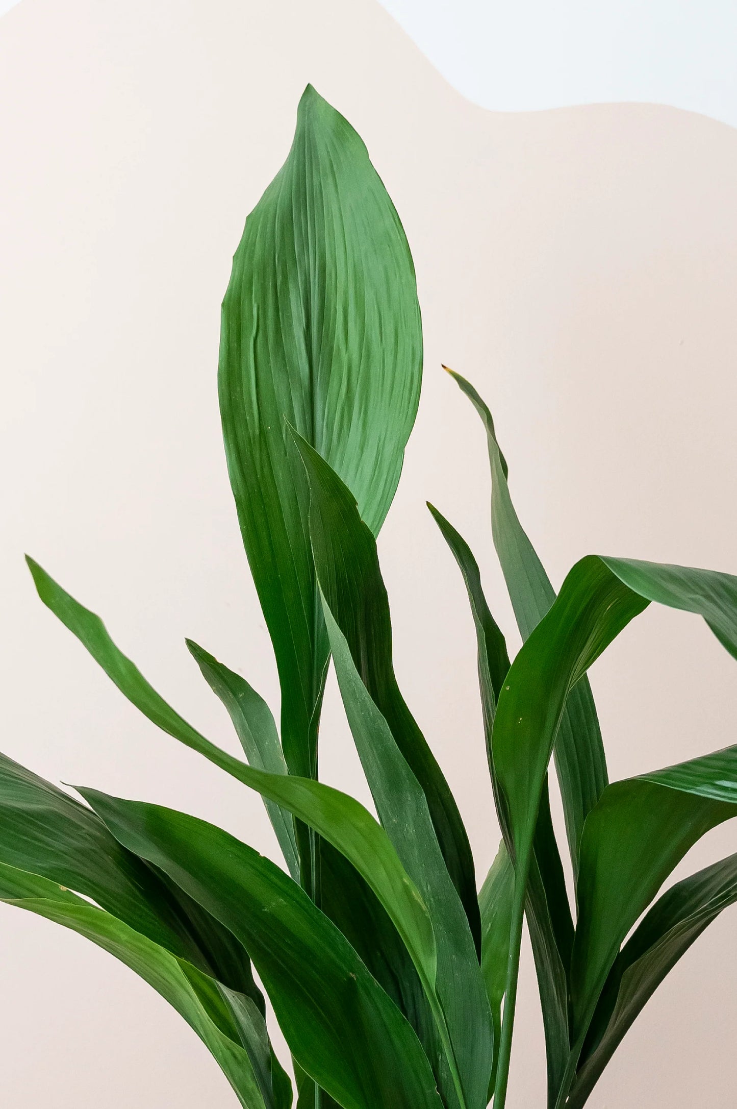 Aspidistra