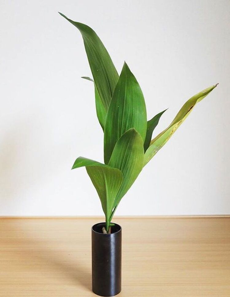 Aspidistra