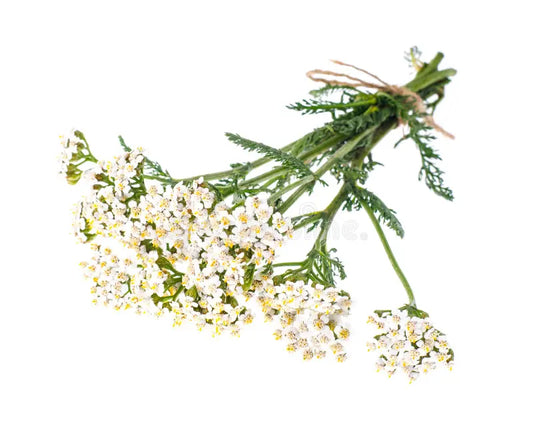 Achillea