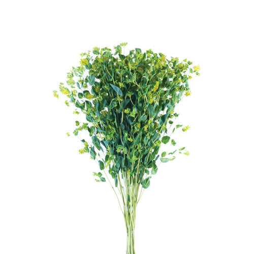 Bluperia