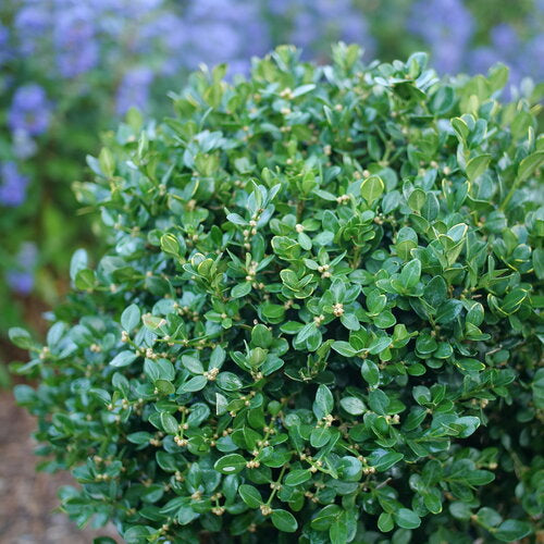 Boxwood