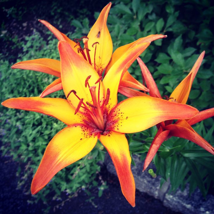 Tiger Lillies