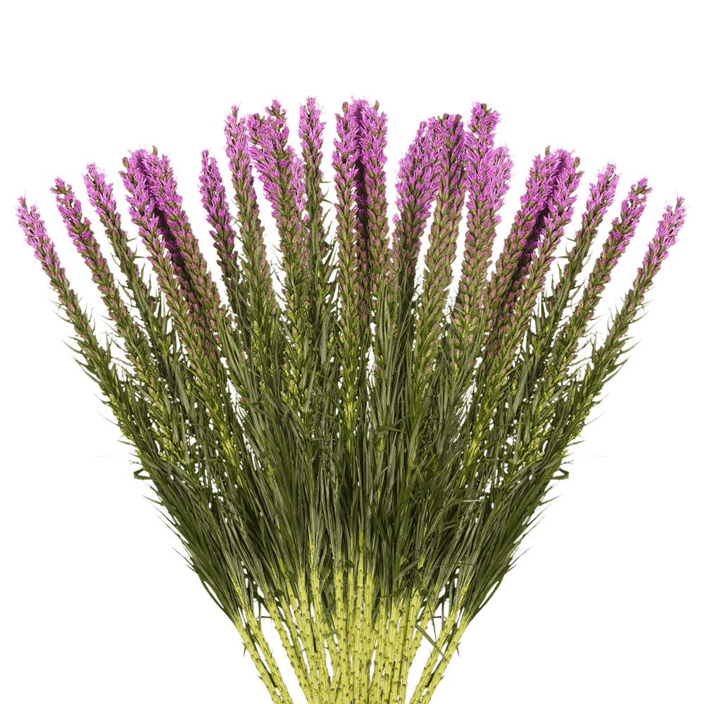 Leatris