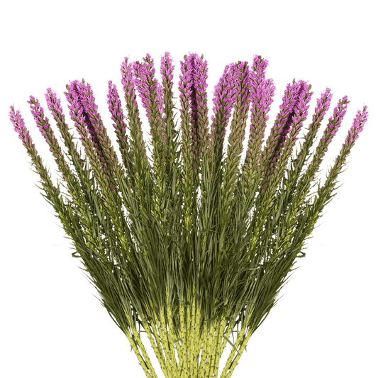 Leatris
