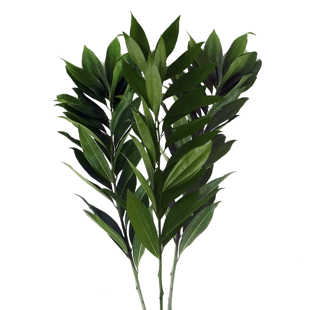 Cocculus