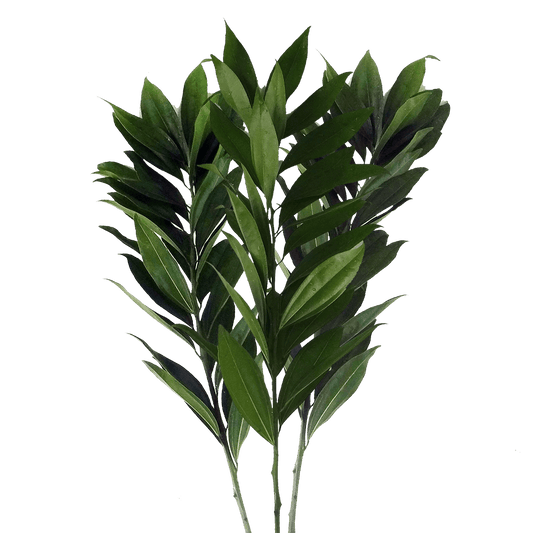 Cocculus