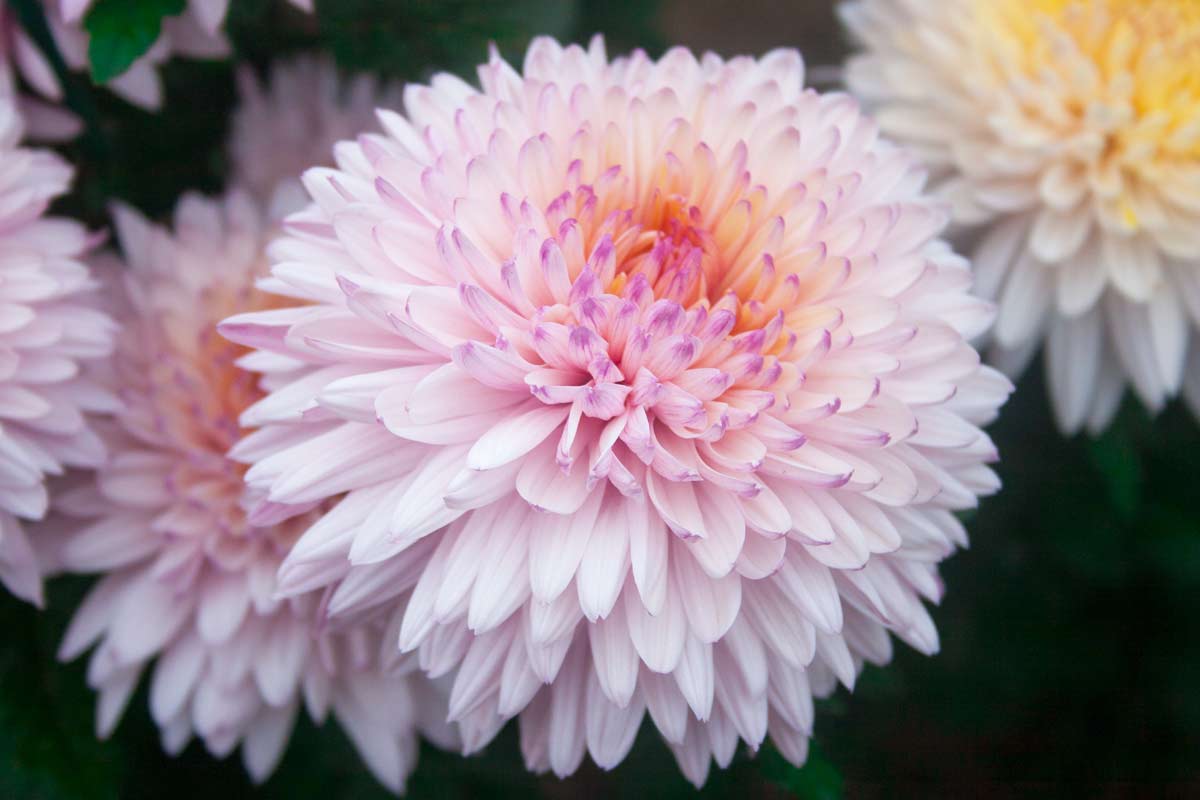 Pom Pom