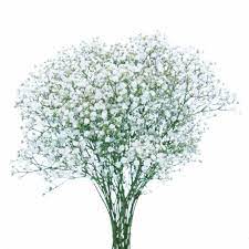Gypsophilia