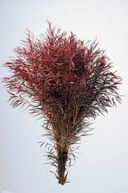 Agonis