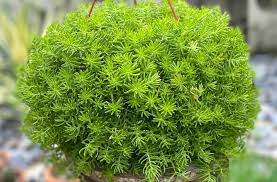 Sedum