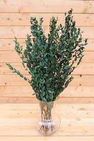 Parvifolia