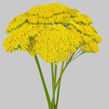 Achillea