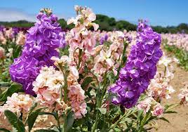 Larkspur