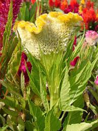 Celosia