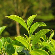 Green Tea Leaf