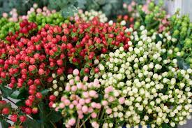 Hypericum Coffee Bean