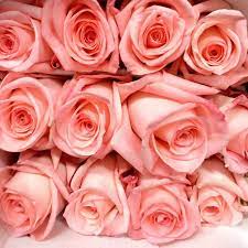 Color roses 90