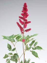 Astilbe