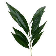 Italian Pittosporium
