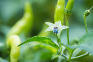 Pepper