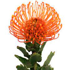 Pincushion