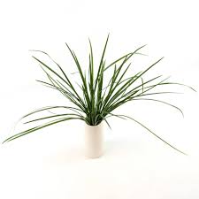 Green Lily Grass