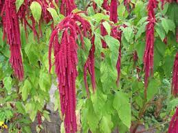 Amaranthus
