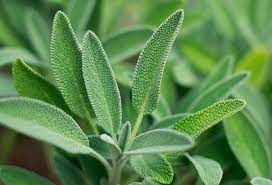 Sage